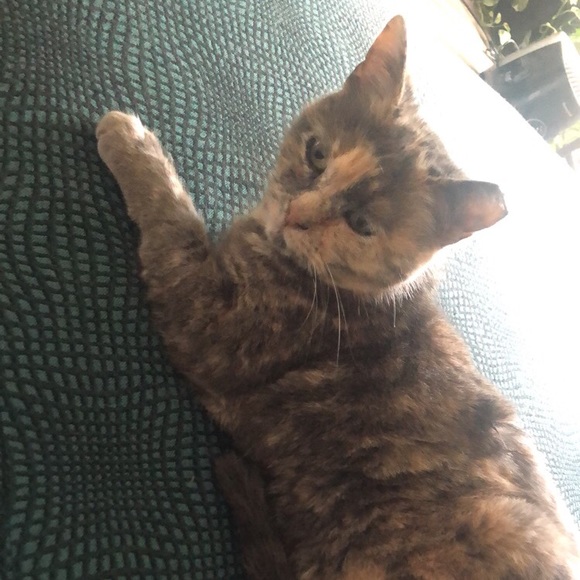 Meet your Posher, Sophia - Picture 4 of 5